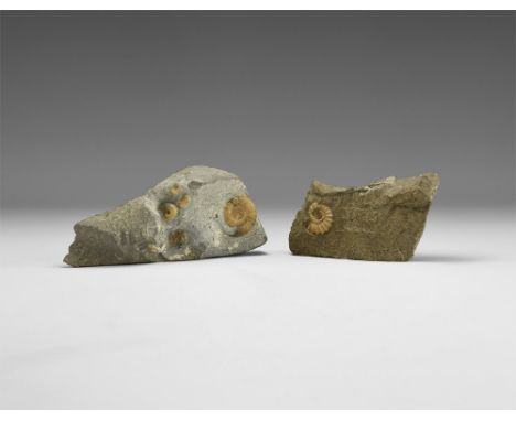 Jurassic Period, 201-145 million years BP. A group of two shale matrix specimens each with numerous small ammonites with good