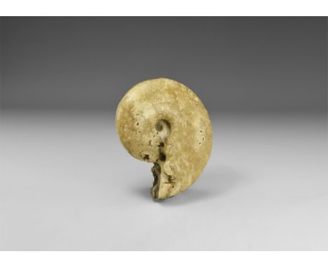 Lower Turonian, Cretaceous Period, 89 million years BP. A Vascoceras ammonite with polished surface and intact sutures.  557 