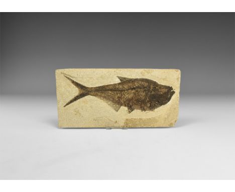 Eocene Period, 56-33 million years BP. A large fossil Diplomystus fish in a matrix.  458 grams, 22.9cm (9"). From the Green R