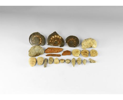 Various epochs. A group of twenty two marine fossils including; three cut and polished Dactylioceras ammonites, calcite gastr