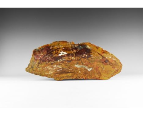 Jurassic Period, 199-145 million years BP. A massive cut and polished slice of petrified wood, upper surface cut and treated 
