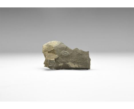 Ordovician Period, 485-443 million years BP. A well preserved Ogygiocarella Debuchi ammonite showing detailing of the shell s