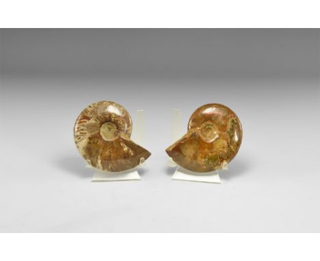 Cretaceous Period, 145-65 million years BP. A group of two A-grade Cleoniceras sp. ammonites with opal lustre.  376 grams tot