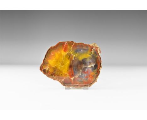 Jurassic Period, 199-145 million years BP. A cut and polished slice of petrified wood showing brown, yellow and grey internal