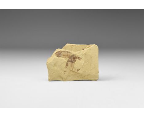 Eocene Period, 58-36 million years BP. A pair of fossil Knightia eocaena fish on a shale matrix, from Wyoming, USA. See: Gran