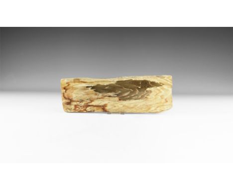 Triassic Period, 23 million years BP. An unusually large cut and polished slice of fossilised wood displaying fine detail of 