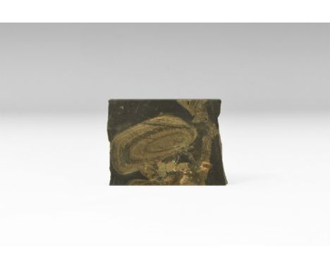 Devonian Period, 420-359 million years BP. A fossil stromatolite specimen from Orkney, in old white card tray with A.B. Cotte