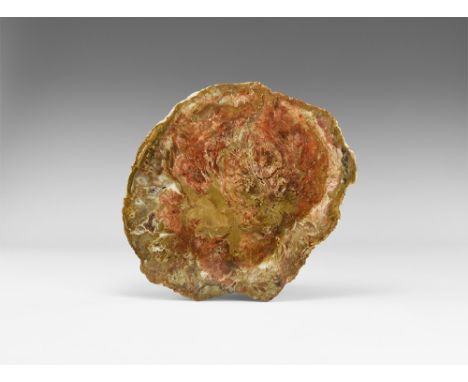 Early Triassic Period, 220 million years BP. A polished cross-section of a colourful fossil wood (petrified wood) log from Ma