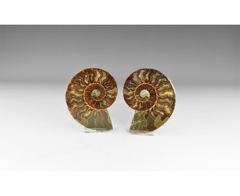 Bacocian stage, Jurassic Period, 168-172 million years BP. An A-grade cut and polished Cleoniceras sp. ammonite pair showing 