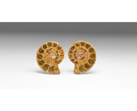 Cretaceous Period, 145-65 million years BP. A cut and polished ammonite pair showing internal chambers with crystal formation