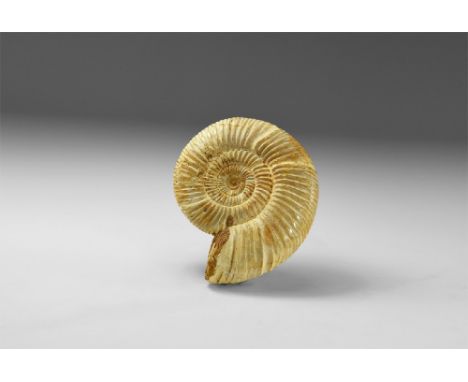 Jurassic Period, 160 million years BP. An A-grade Perisphinctes sp. fossil Ammonite with opalescent sheen to shell.  196 gram
