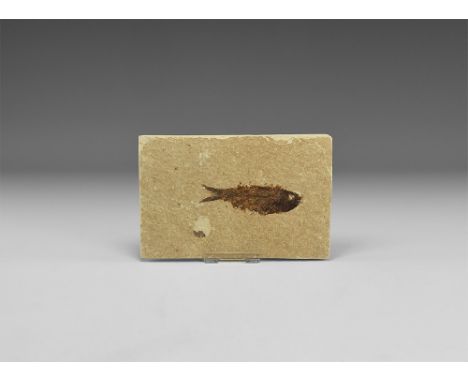 Eocene Period, 56-33 million years BP. A fossil Knightia alta fish in a matrix.  204 grams, 14cm (5 1/2"). From Warfield's Qu