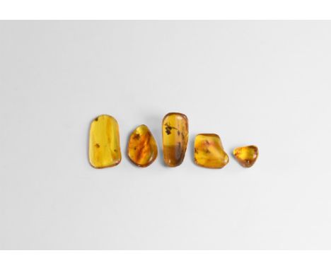 Oligocene Period, 45 million years BP. A group of five pieces of Baltic amber each containing flies and other inclusions.  2.