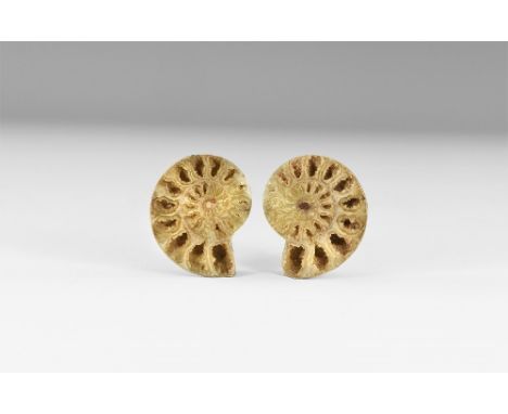 Cretaceous Period, 145-65 million years BP. A cut and polished ammonite pair showing internal chamber cavities filled with cr