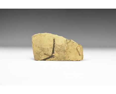 Permian Period, 285 million years BP. A group of two Branchiosaurus dracyiensis amphibians with plant stem fossil on a matrix