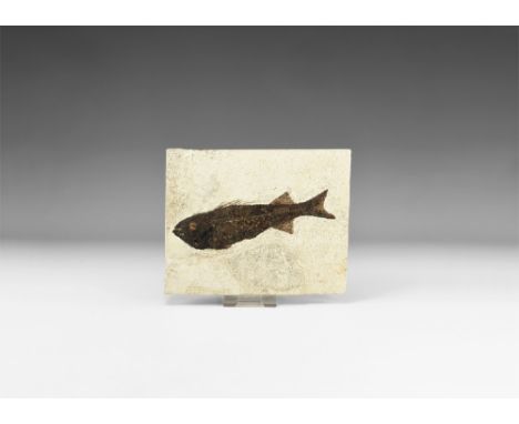 Eocene Period, 56-33 million years BP. A fossil Mioplosus labracoides fish in a matrix.  564 grams,18.7cm (7 1 /4"). From the