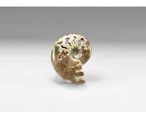 Bacocian stage, Jurassic Period, 168-172 million years BP. A large polished oolite Sloenbachia sp. chambered ammonite showing