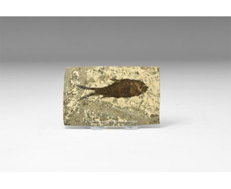 Eocene Period, 56-33 million years BP. A very well preserved Knightia alta sp. fish showing detailing of the scales and fins,