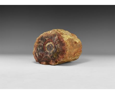 Jurassic Period, 199-145 million years BP. A large piece of petrified wood 13 cm long, the top and bottom cut and polished to