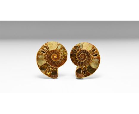 Cretaceous Period, 145-65 million years BP. A cut and polished ammonite pair showing internal chambers with crystal growth, f