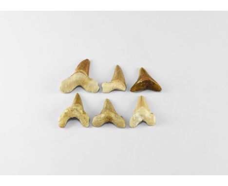 Paleocene Period, 66-56 million years BP. A group of six large Otodus obliquus shark anterior and lateral teeth, serrations t