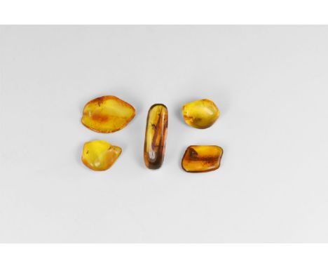 Oligocene Period, 45 million years BP. A group of five pieces of Baltic amber each containing an insect and other inclusions.