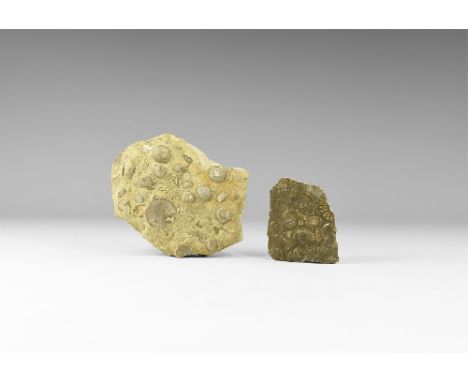 Silurian Period, 444-415 million years BP. A group of two fossils comprising one multiple brachiopod specimen from Worcesters