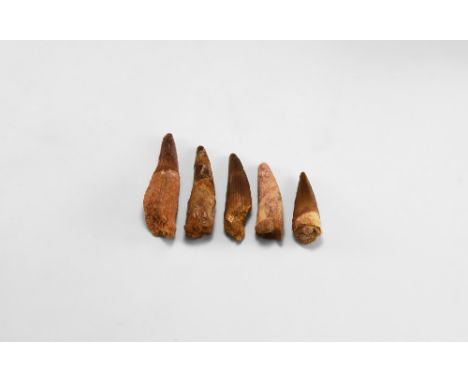 Cretaceous Period, 145-65 million years BP. A group of five large Spinosaurs maroccanus teeth.  103 grams, 54-83mm (2 1/4 - 3