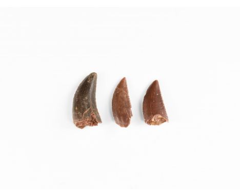 Cretaceous Period, 145-65 million years BP. A group of three Deltadromeus agilis raptor dinosaur teeth.  3 grams, 17-20mm (1/
