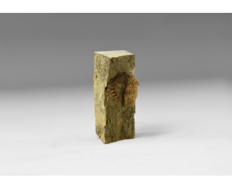 Silurian-Devonian, 443-358 million years BP. A Phacops sp.(?) trilobite showing large head with prominent eyes, detailing to 