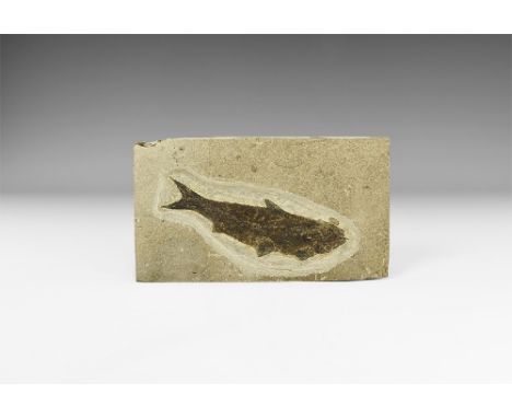 Eocene Period, 56-33 million years BP. A large fossil Knightia alta fish in a matrix.  559 grams, 19.7cm (8"). From Warfield'
