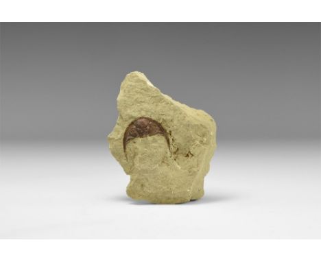Ordovicia- Silurian Period, 488-415 million years BP. The cephalon (head segment) of the trilobite Dalmanites sp. from Ludlow