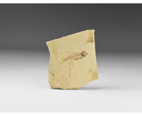 Eocene Period, 58-36 million years BP. A well preserved Knightia eocaena fossil fish on a shale matrix, in white card tray wi