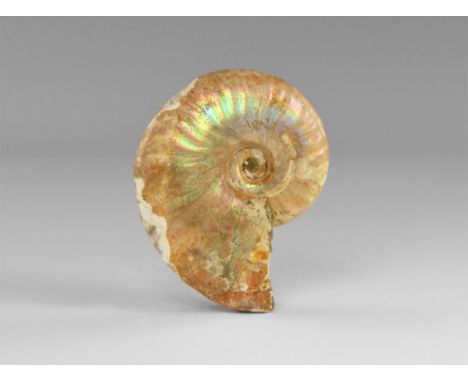 Cretaceous, Albian Stage, 113-100 million years BP. A fine example of the ammonite Cleoniceras sp. with much of the original 