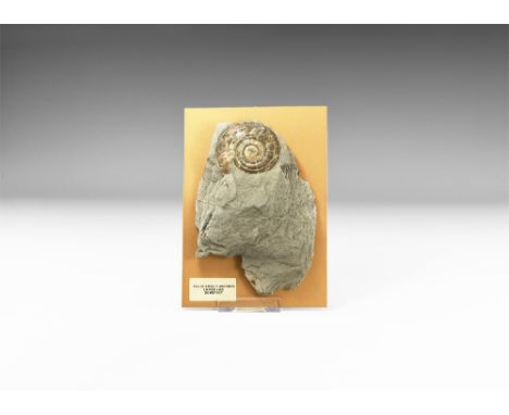 Jurassic Period, 201-145 million years BP. A Psiloceras planorbis ammonite showing good shell structure and opalescent lustre