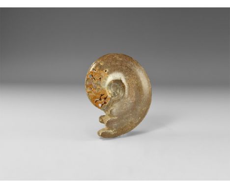 Bacocian stage, Jurassic Period, 168-172 million years BP. An A-grade polished Cleoniceras sp. showing internal chambers and 