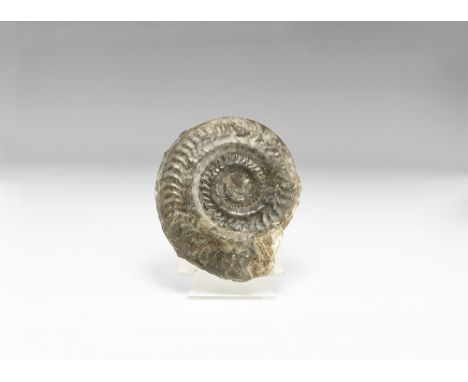 Jurassic, 199-145 million years BP. A large Hildoceras bifrons ammonite showing structure and opalescent lustre to the shell;