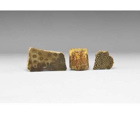Carboniferous Period, 358-4 million years BP. A group of of fossil specimens including: a cut and polished Lonsdaleia florifo