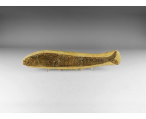 Lower Cretaceous Period, 110 million years BP. A large and complete Vinctifer sp. fossil fish in matrix.  1.97 kg, 44.5cm (17