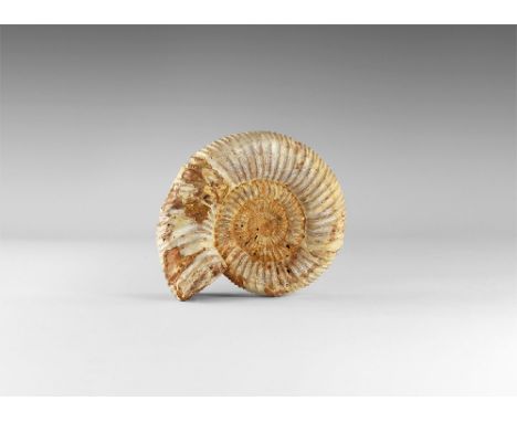 Jurassic, 199-145 million years BP. A large Perisphinctes sp. ammonite in old white card tray with old Gregory, Bottley and L