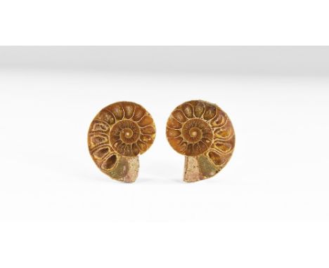 Cretaceous Period, 145-65 million years BP. A cut and polished ammonite pair showing internal chambers with crystal formation