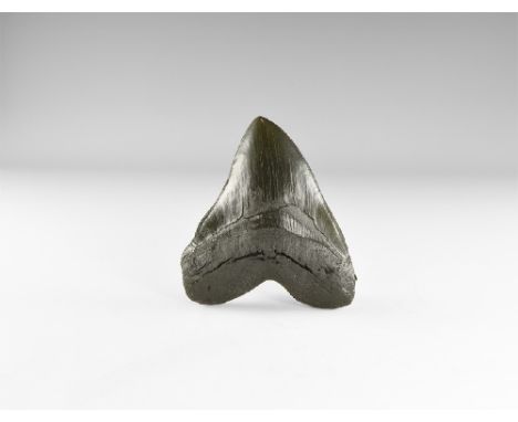 Miocene period, 28-5 millon years BP. A museum quality reproduction of a large Carcharocles megalodon shark tooth.  143 grams