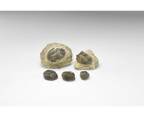Paleozoic Period, 541-252 million years BP. A group of five trilobites, two in limestone matrix with fine detailing of the sh