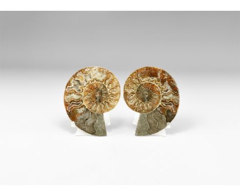 Bacocian Stage, Jurassic Period, 168-172 million years BP. An A-grade cut and polished Cleoniceras sp. ammonite pair showing 