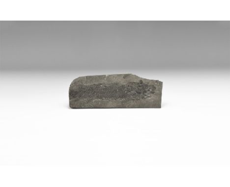 Devonian Period, 419-358 million years BP. A large Osteolepis macrelepidotus fish with detailing of the scales and fins in a 