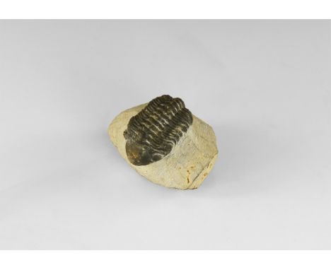 Upper Devonian Period, 419-358 million years BP. A Phacops rana trilobite with good shell detailing and eyes, on a matrix.  2