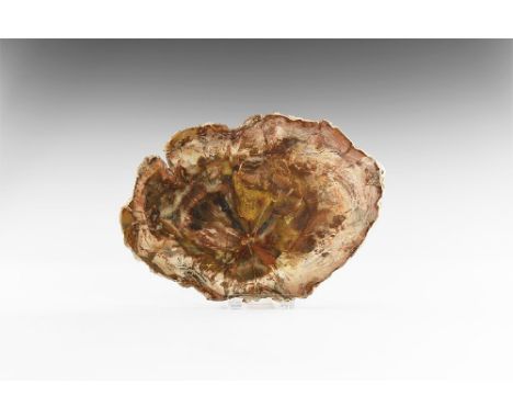 Late Triassic Period, 225 million years BP. An interesting polished full trunk section of petrified wood from Madagascar show