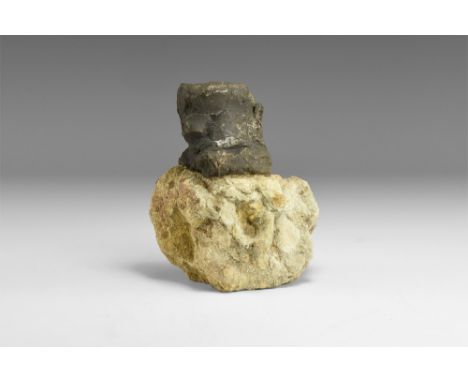 Lower Cretaceous Period, 120 million years BP. A British Iguanodon sp. dinosaur fossil tail vertebrae in a matrix.  506 grams