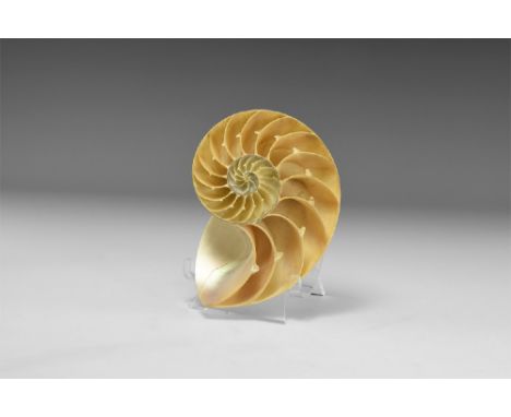 A sectioned half Nautilus shell showing the internal chambers and iridescent Mother of Pearl to the outside. See Bonewitz, Dr