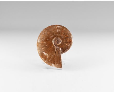 Bacocian Stage, Jurassic Period, 168-172 million years BP. A polished Cleoniceras sp. ammonite showing structure and opalesce